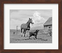 1950s 1960s Black Dog Leading Horse By Holding Rope Fine Art Print