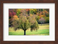 Tree in the Pasture Fine Art Print