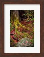 Along the Forest Path Fine Art Print