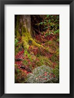 Along the Forest Path Fine Art Print