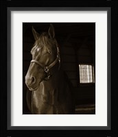 Out of the Shadows Framed Print