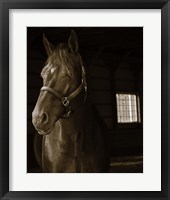 Out of the Shadows Framed Print