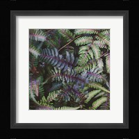Funky Ferns V Framed Print