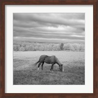 Lone Horse Fine Art Print