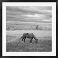 Lone Horse Fine Art Print