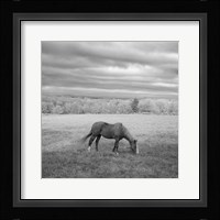 Lone Horse Fine Art Print
