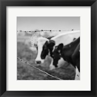 Holstein Cow Fine Art Print