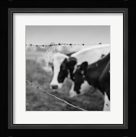 Holstein Cow Fine Art Print