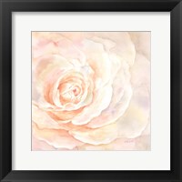 Blush Rose Closeup I Fine Art Print