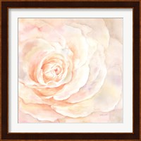 Blush Rose Closeup I Fine Art Print