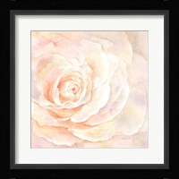 Blush Rose Closeup I Fine Art Print