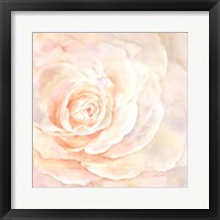 Blush Rose Closeup I Fine Art Print