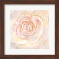 Blush Rose Closeup II Fine Art Print