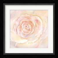 Blush Rose Closeup II Fine Art Print