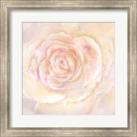 Blush Rose Closeup II Fine Art Print