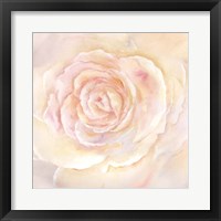 Blush Rose Closeup II Fine Art Print