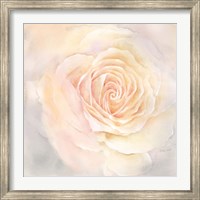 Blush Rose Closeup III Fine Art Print