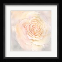 Blush Rose Closeup III Fine Art Print