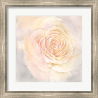 Blush Rose Closeup III Fine Art Print