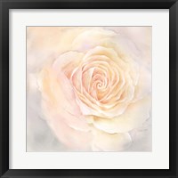 Blush Rose Closeup III Fine Art Print