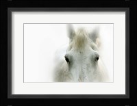 Blanco Fine Art Print
