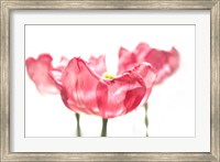 Three Tulips Fine Art Print