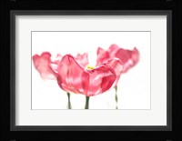 Three Tulips Fine Art Print
