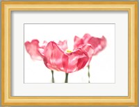 Three Tulips Fine Art Print