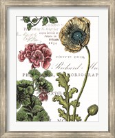 Botanical Postcard Color III Fine Art Print