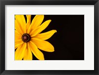 Black Eyed Susan I Fine Art Print
