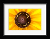 Black Eyed Susan II Fine Art Print
