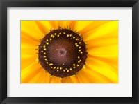 Black Eyed Susan II Fine Art Print