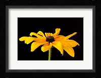 Black Eyed Susan III Fine Art Print