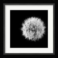 Wish Flower I Fine Art Print