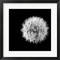 Wish Flower I Fine Art Print