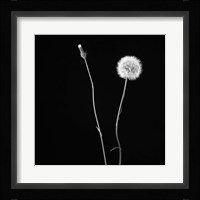 Wish Flower II Fine Art Print