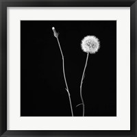 Wish Flower II Fine Art Print