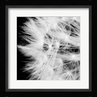 Wish Flower III Fine Art Print