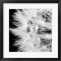 Wish Flower III Fine Art Print