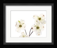 Dogwood Garland Fine Art Print