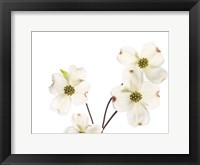 Dogwood Garland Fine Art Print