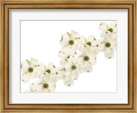 Dogwood Beauty Fine Art Print