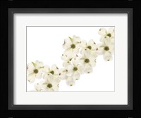 Dogwood Beauty Fine Art Print
