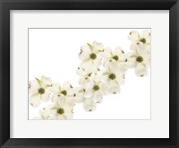 Dogwood Beauty Fine Art Print