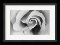 Gentle Rose Fine Art Print