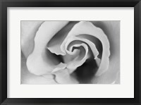 Gentle Rose Fine Art Print