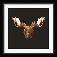 Moose Fine Art Print