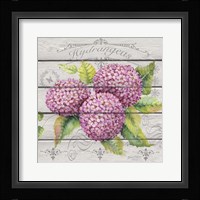 Pink Hydrangeas Fine Art Print