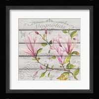 Pink Magnolias II Framed Print