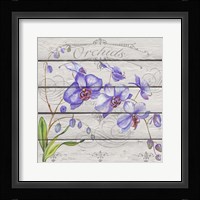 Purple Orchids Framed Print